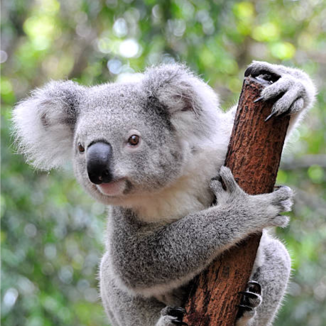 Koala Ranting From Tree™