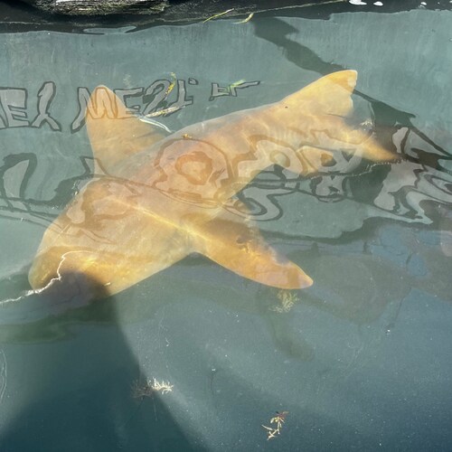 I don’t know what I’m doing.