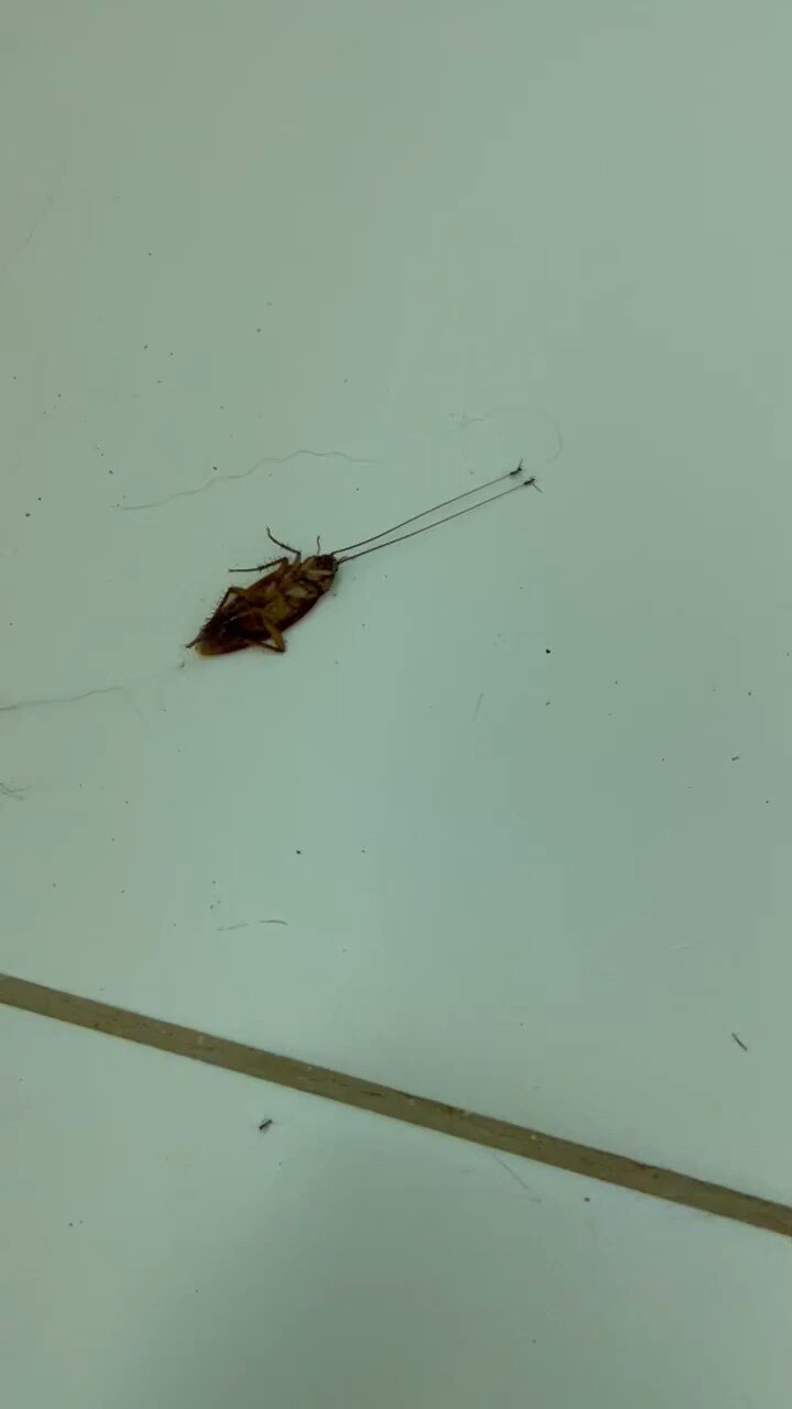 Incredible Power：Ants Drag Cockroach by Its Antennas