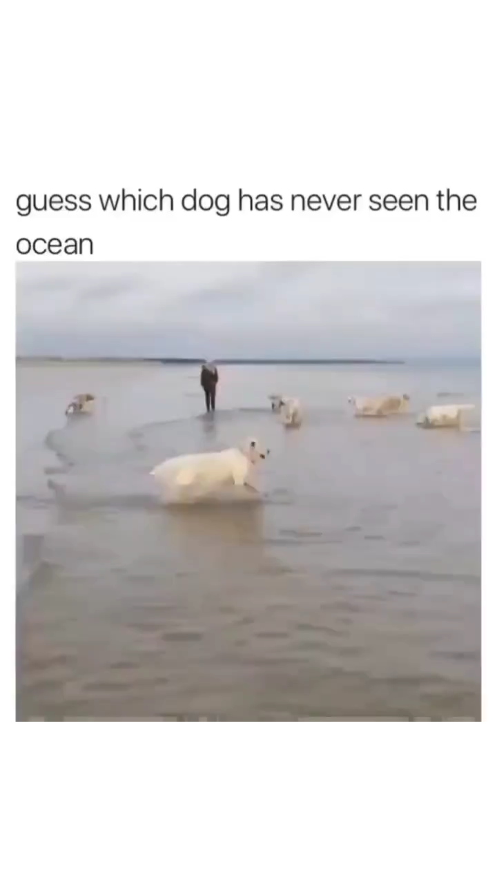 View ☦️🦁⚔ 🆃🆁🅴🅱 ⚔🩸's post on GETTR. Join the discussion, share your thoughts, and connect with the community.