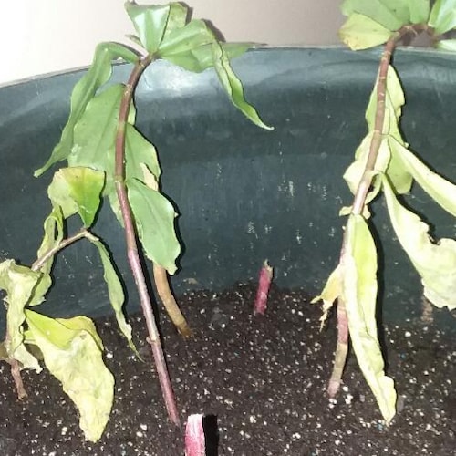 Visit bjl's profile on GETTR. View their posts, photos, videos, and connect with them on the social platform.