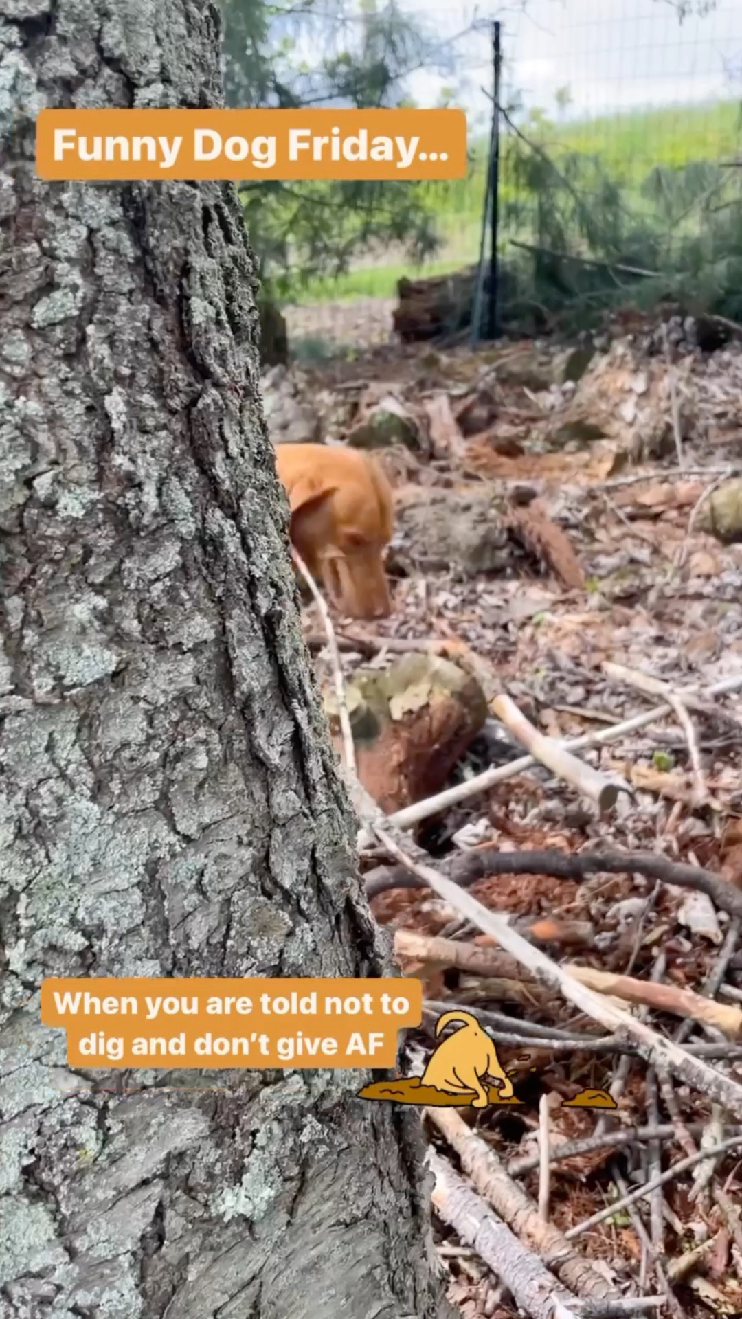 S Royer - vintagefarmlife on GETTR: Funny Dog Friday- when you are told ...