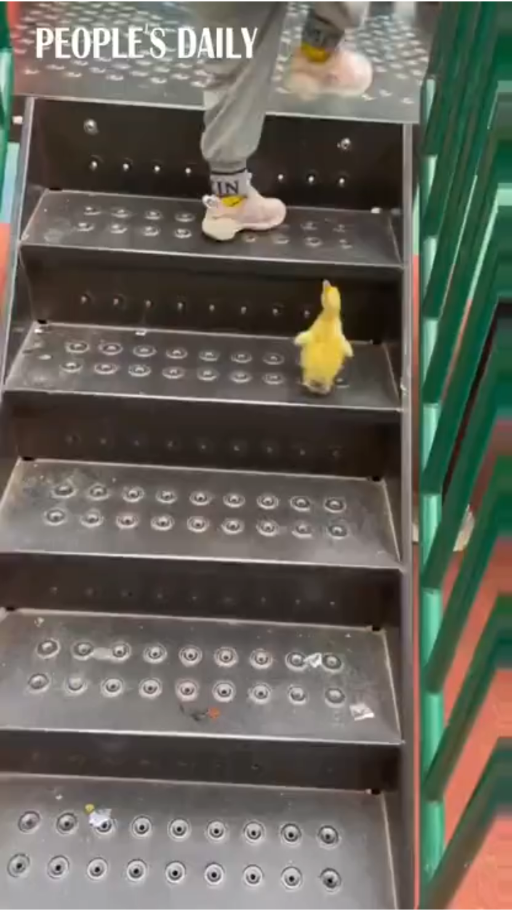 A little girl patiently taught a duckling how to play on the slide.
