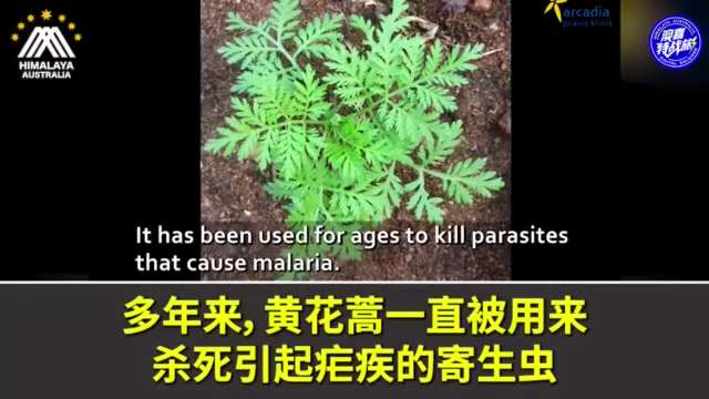 #Artesunate is a cancer bane

German physician Henning Saupe has 25 years of experience treating can...