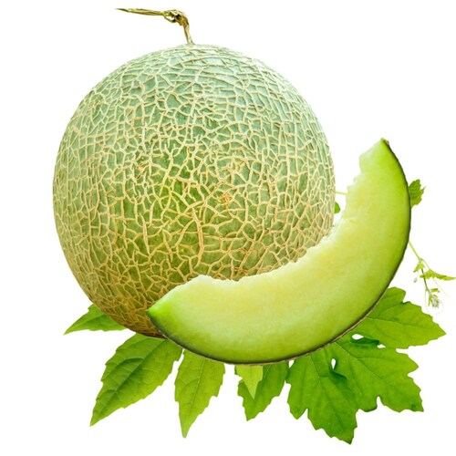 Dưa lưới Ichiba VietGAP thương hiệu Vua Dưa Lưới. Giá tính theo đơn vị KG. Trọng lượng size VIP: 1.5KG – 2KG/ trái. Sản ...