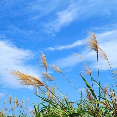 灭 掉 邪 灵 恶 党 | 为 新 中 国 联 邦 人