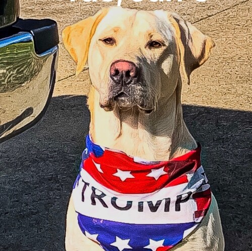 American Patriot Constitutionalist