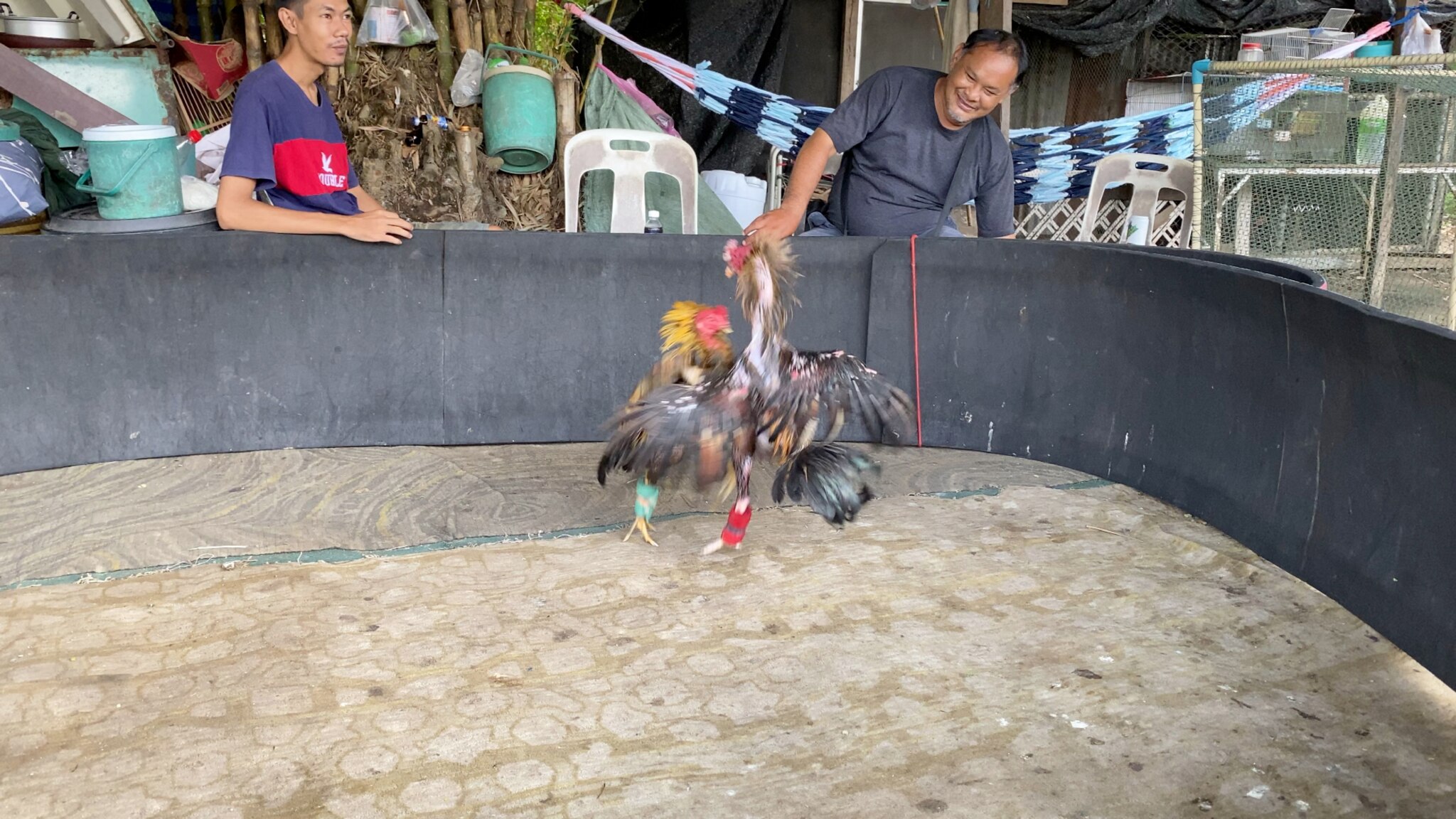 No roosters were hurt. Spurs covered sharp beak covered. No blood. Fought for 10 minutes.