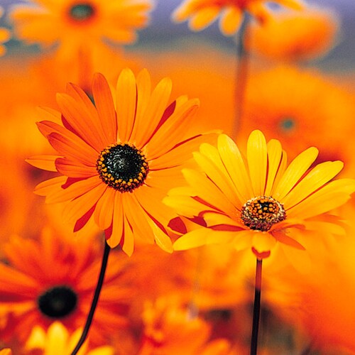 I am basically an extrovert person and so I make friends very easily. I have so many friends and we all enjoy a lot.