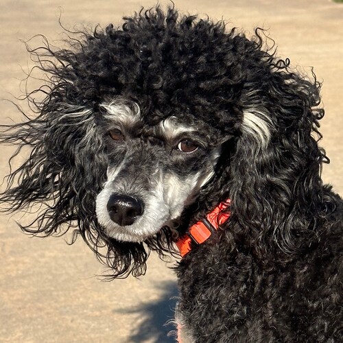 shopping for information
Jesus is Lord 
America the Beautiful