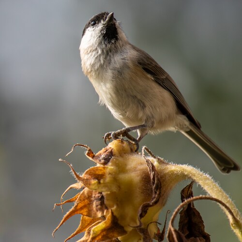 I am fond of traveling i like nature's beauty interested in bog and product promotion