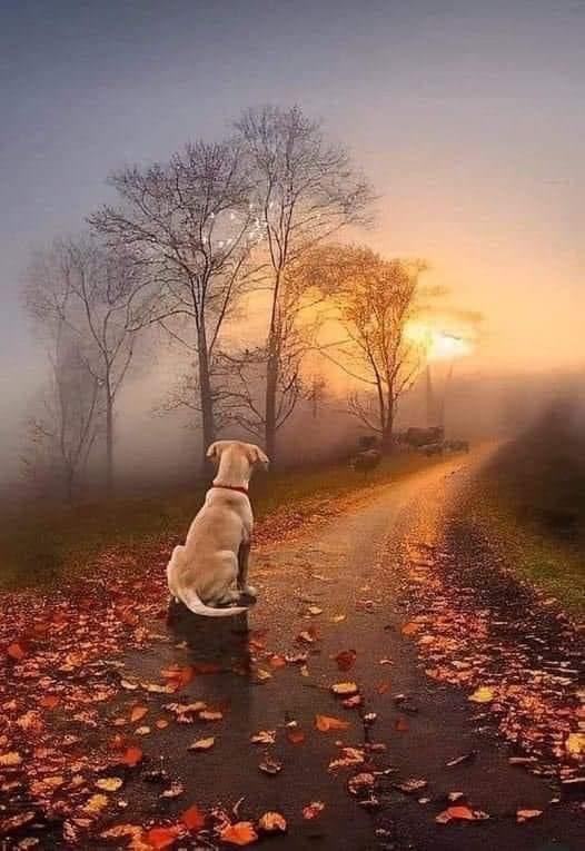 🐾 POEM OF A DOG
I'm the one who's always waiting for you.
Your car has a special sound that I have ...