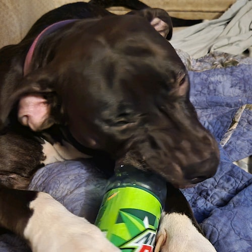 gun toting Patriot, love my country and God,