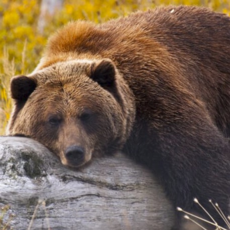 Visit cubbearson's profile on GETTR. View their posts, photos, videos, and connect with them on the social platform.