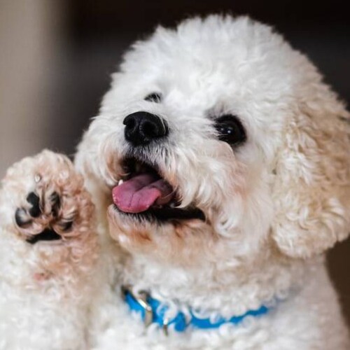 Visit Care For Pets Life's profile on GETTR. View their posts, photos, videos, and connect with them on the social platform.