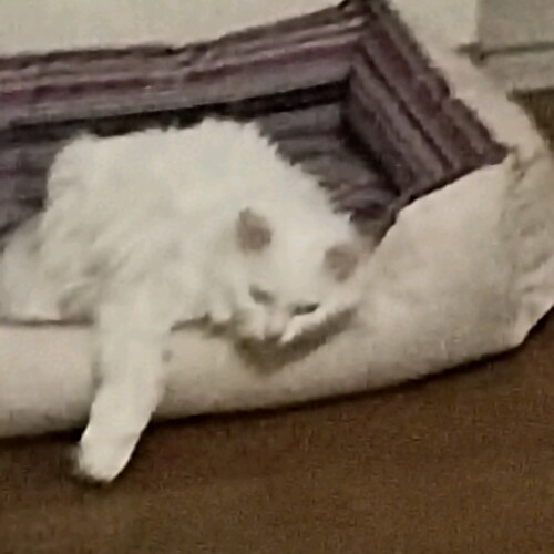 Fan from 45er, real winner from election,
https://jetzthelfen.club/   
here everyone can donate for the orphans in the...