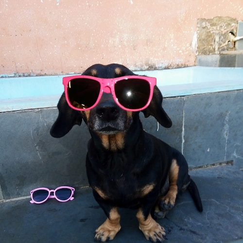 Visit vega28's profile on GETTR. View their posts, photos, videos, and connect with them on the social platform.