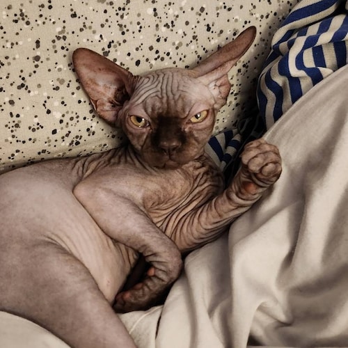 #FIXIT, #DefundWHO, #NukeDavos