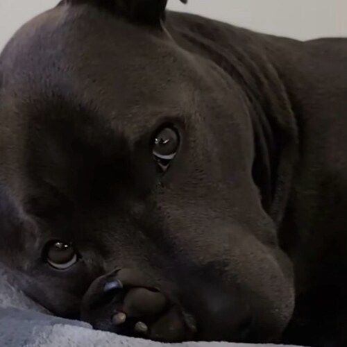 No matter what side of political table we’re on or voting for, IT’S ALL A SCAM! NEW Blexit movement 
OUR GOV SOLD US OUT...