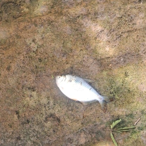 A liberdade é uma eterna vigilância!!!🇧🇷🇺🇲🇧🇷