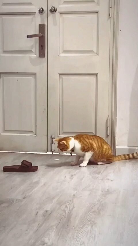 Quite the Kitty 🐾 Favorite Funny Felines #Meme #cat 
