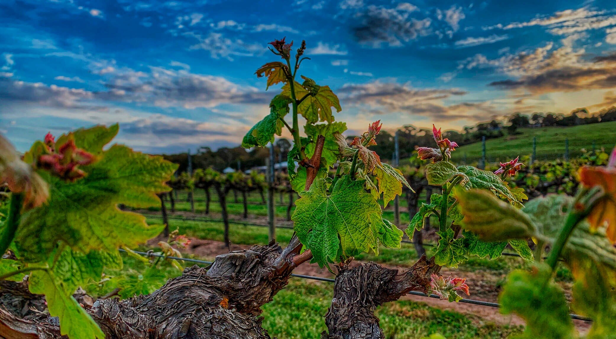 https://www.bostonbaywines.com.au/
At Boston Bay Wines is a family-owned business dedicated to the p...