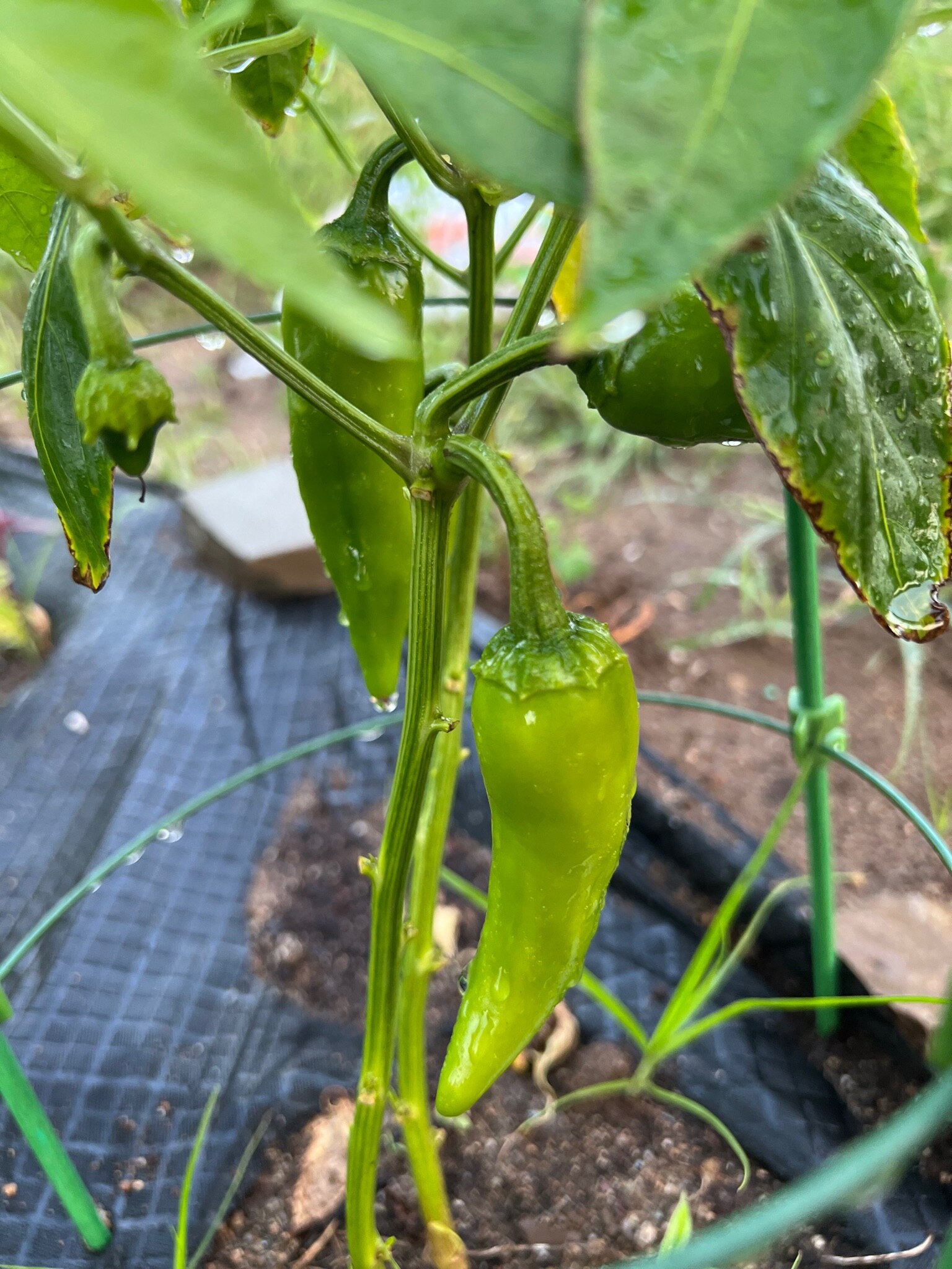 几阵大雨后，菜瓜疯长。
快到收获的季节了，耐心等待