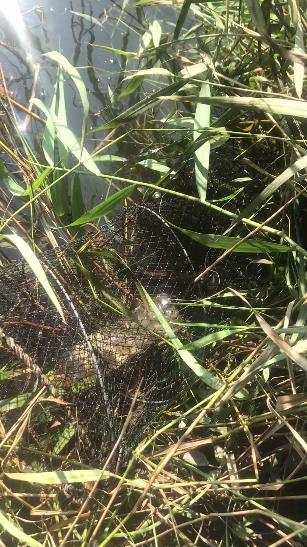 今天趁早上凉快，收了一下鱼笼。这次收获了新品种，五条翘嘴鱼。还有一只癞蛤蟆！
#生活日常 #收鱼笼 #翘嘴鱼
