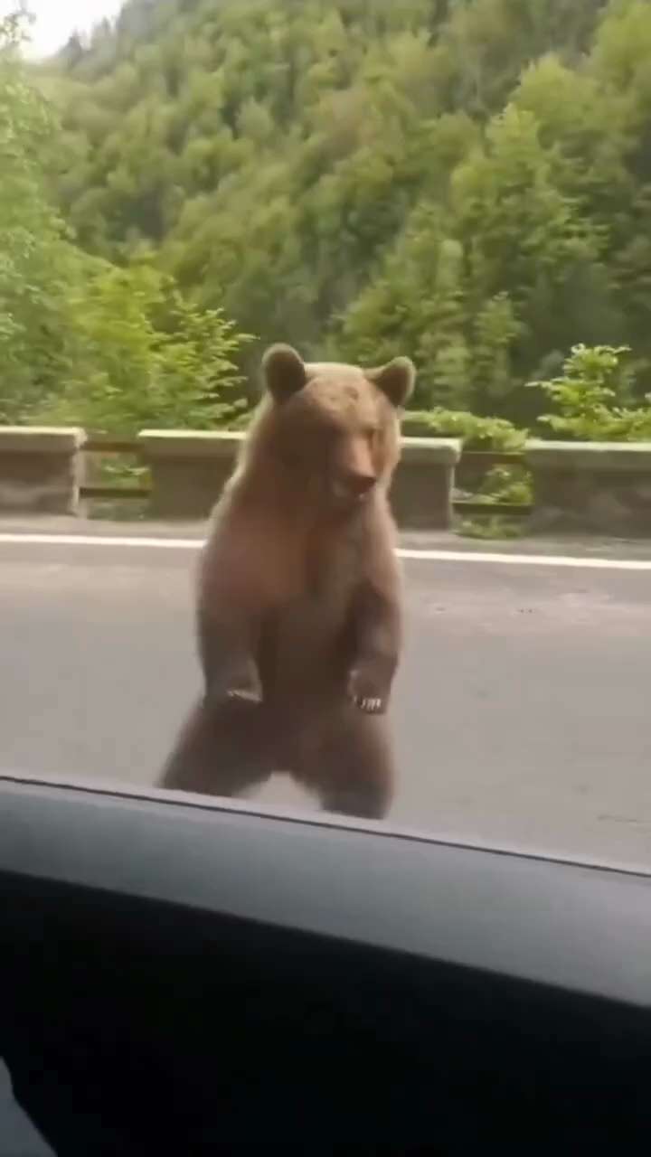 Here Comes the Hotstepper! 