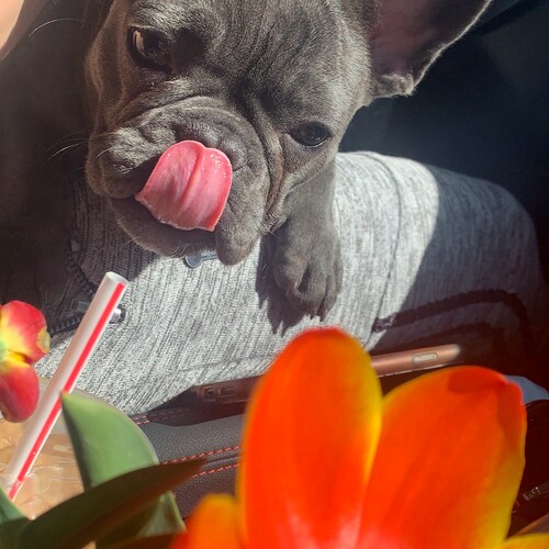 God Bless America and all American Patriots, Protector of Freedom and the Constitution