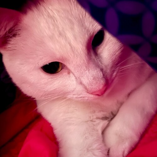 Political pundit providing the latest news and information to Louisville and the rest of Kentucky and Indiana, and the w...