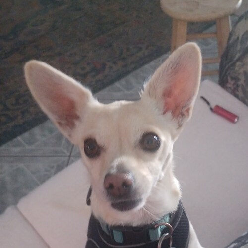 husband of 1, Dad of 5, grandpa of 13 including 4 grand dogs, also a beloved dog 🐕 owner.