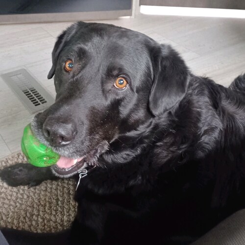 Wife, Mother, Grandmother. TRUMP SUPPORTER. Black labs matter, Please no DM's.