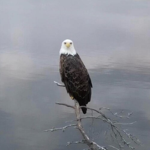 Freedom Loving American Lady