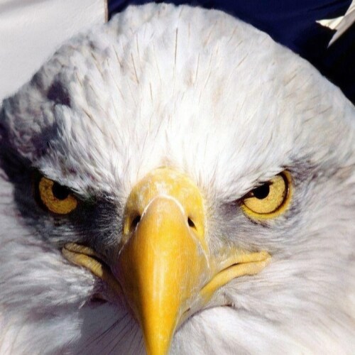 God Bless America, Freedoms the Founding Fathers gave us in our Constitution, America The Land of the Free and the Brave!!!