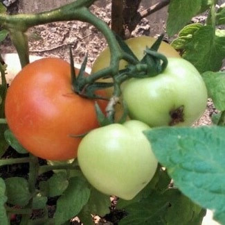 Visit 胖大星's profile on GETTR. View their posts, photos, videos, and connect with them on the social platform.