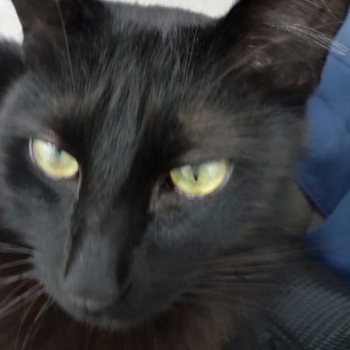 Visit Majis's profile on GETTR. View their posts, photos, videos, and connect with them on the social platform.