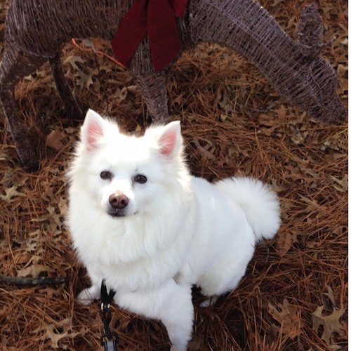 MAGA SAVE THIS COUNTRY! Enjoy Politics & decorating, animal advocate, will fight for the USA