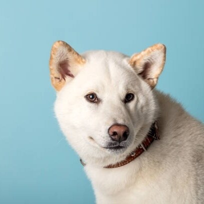 I'm Shadow of Shiba and I'm here from X. 
Proof or GTFO 
#IFBAP
#BanTheDemocratParty