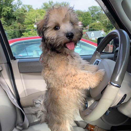 A biological woman who loves Jesus, Family, Fur Babies, Country, MAGA and proud of it!