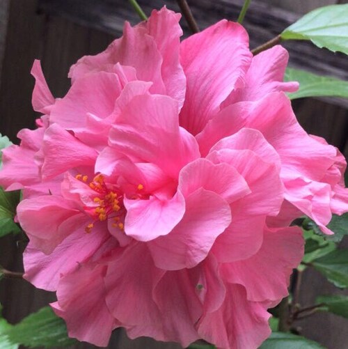 Visit CYCying's profile on GETTR. View their posts, photos, videos, and connect with them on the social platform.