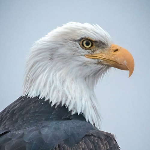 Capitalism. Free Markets. Peace. Oil. Coal. Wealth. Men. Love. Life. Liberty. The Flag. Patriotism. All the things you love.