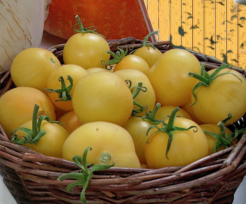New Tomato Seeds added to our inventory!
Heirloom Wapsipinicon Garden Peach Tomato
Heirloom Tomato Black Prince 
Please check out our shop. Your Business is appreciated!
https://centerofthewebb.ecrater.com/

#tomato #heirloom #garden #organic #vegetables
