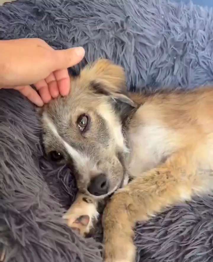 Thanks to all the people who rescue animals..🐶🐾🥺🙏❤️  #AdoptDontShop
