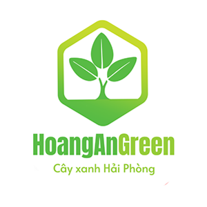 HoangAnGreen chuyên cung cấp dịch vụ cây xanh chất lượng cao tại Hải Phòng, bao gồm trồng cây, cắt tỉa nghệ thuật, vận c...