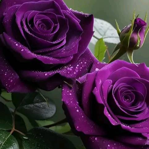 My name is Debbie (Lizzy). I'm from Ohio, but now live in GA. I have been married for 45 blessed years. I have been a Do...