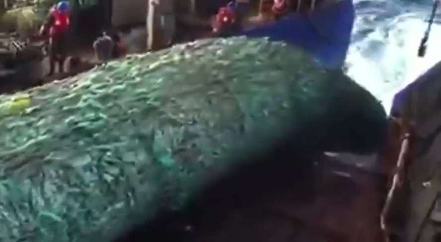 😡😡😡
This is the FV Margiris, one of the world’s largest supertrawlers. Catching 250 tonnes of fis...