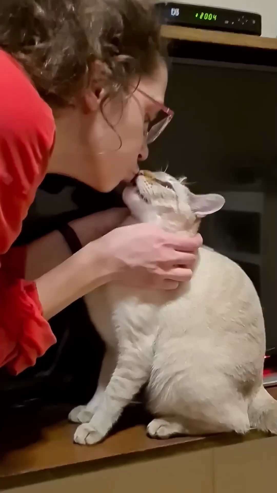 When you kiss your cat 🤩🐈🤩 #cat #pet #cats #funny #catlover #Meme 
