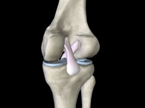 Anterior Cruciate Ligament Injuries Market to Expand with
Rising Sports Injuries



The Anterior Cru...