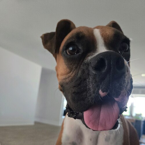 God✝️ America🇺🇸,Trump❤️,1A,2A, Sailor,⛵,🏹Archer, Boxer dad, Jab free
Our country is under distress
First Account hack...